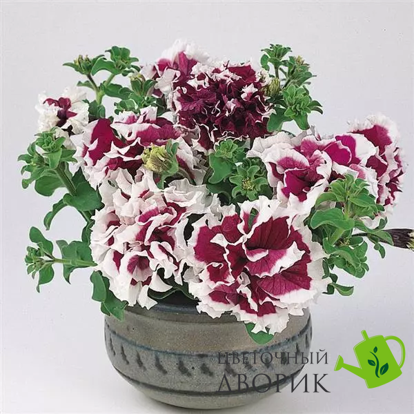 Петуния Pirouette F1 Purple PirouettePurple фото