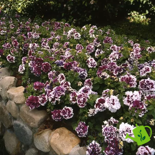 Петуния Pirouette F1 Purple PirouettePurple фото