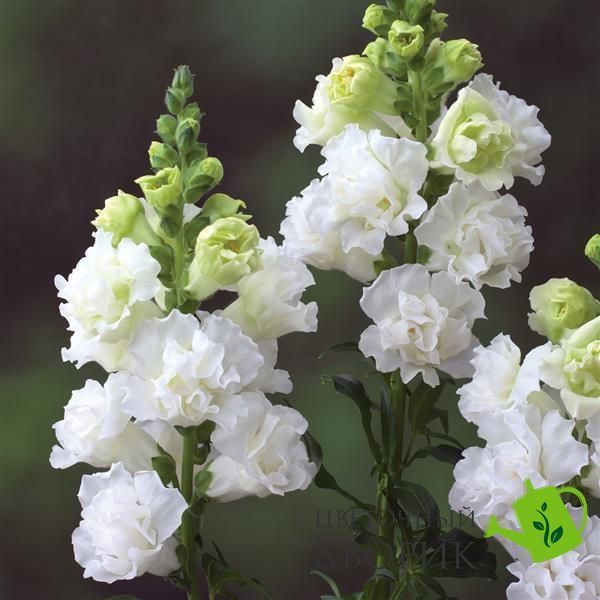 Львиный зев Legend Double I White  pro-LegendDoublewhite-5000 фото