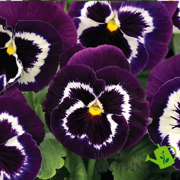 Виола Mammoth F1 Viva La Violet pro-MammothViLaV-1000 фото