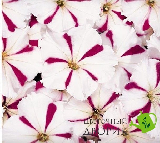 Петунiя Celebrity F1 Burgundy Star pro-CelebrityBurgStar-500dr фото