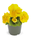 Виола Inspire DeluXXe F1 Yellow  pro-InspireDeluXXeYel-500 фото 1