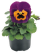 Виола кустовая Inspire F1 Purple and Orange pro-viokusinsf1purandora-500 фото 2