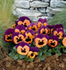 Виола кустовая Inspire F1 Purple and Orange pro-viokusinsf1purandora-500 фото 3
