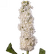 Маттиола StoX White StoXWhite-10 фото 1