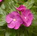 Винка Cora XDR Orchid pro-vincorxdrorc-1000 фото 3