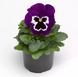 Вiола Fino Violet Face  pro-Finovioletface-1000 фото 2