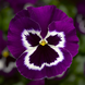 Вiола Fino Violet Face  pro-Finovioletface-1000 фото 1