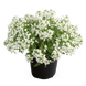 Алiссум Giga White GigaWhite фото 1