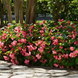 Бегонiя Megawatt Rose Green Leaf MegawattRoseGreenLeaf фото 3