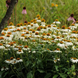 Эхинацея PowWow White pro-PowWowWhite-100 фото 3
