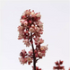 Гейхера Heucherette Pink New2027 pro-HeucherettePink-500 фото 3