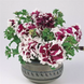 Петуния Pirouette F1 Purple PirouettePurple фото 2
