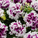 Петуния Pirouette F1 Purple PirouettePurple фото 1