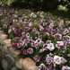 Петуния Pirouette F1 Purple PirouettePurple фото 3