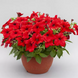 Петунія Prism F1 Red PrismRed фото 1