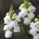 Львиный зев Legend Double I White  pro-LegendDoublewhite-5000 фото 2