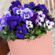 Віола Penny Pro Blue Marina  pro-PennyProBlueMarina-1000 фото 4