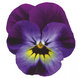 Вiола рогата Penny F1 Violet Blue pro-PennyVioBl-1000 фото 1