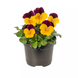 Віола рогатая Penny Pro F1 Orange Jump Up  pro-viorogpenf1orajumupimp-1000 фото 1