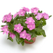 Вінка Cora Cascade XDR Lavender with Eye pro-vincorcaslavwiteye-500 фото 1