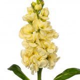 Маттіола Early Iron Deep Yellow pro-matearirodeeyelnew202-1000 фото