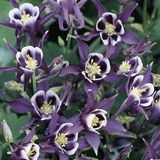 Аквілегія Winky Purple White pro-akvwinpurwhi-500 фото