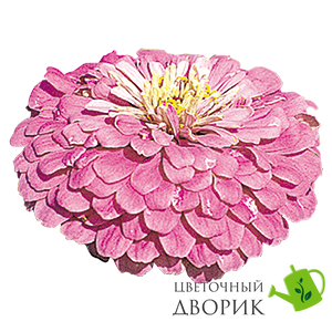 Циннія Benary's Giant Lilac pro-Benary'sGiantLilac-500 фото