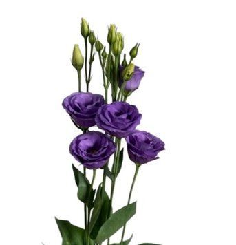Эустома Rosita 3 Bright Blue pro-rositaBrightBlue-1000 фото