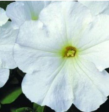 Петунiя Merlin F1 White pro-MerlinF1White-1000dr фото