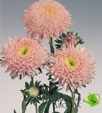 Астра Standy Light Pink pro-aststaligpin-500 фото