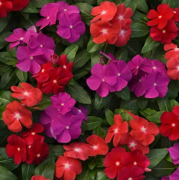 Винка Pacifica XP Bold Mix pro-vinpacxpbolmix-1000 фото