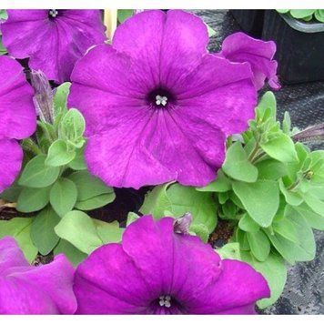 Петунія Mambo F1 Deep Purple pro-petmamf1deepur-1000 фото