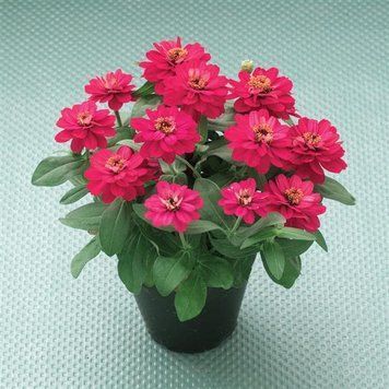 Цинія Belize Double F1 Bright Rose New2027 pro-BelizeDoubleBrightRose-1000 фото