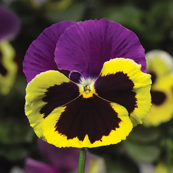Biола Colossus F1 Tricolor  pro- ColossusTricolor-1000 фото