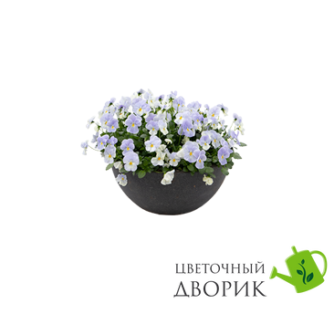 Віола Highflyer F1 Blue Heaven pro-HighflyerBlueHeaven-500 фото