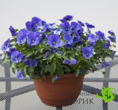 Віола Freefall F1 True Blue pro-FreefallTrueBlue1000seed фото