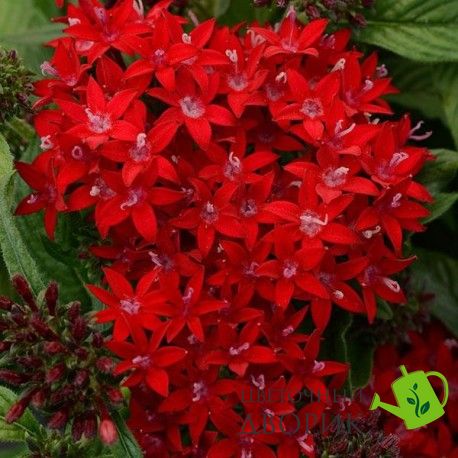 Пентас ланцетный Lucky Star Dark Red pro-penlanlucstadarred-1000 фото