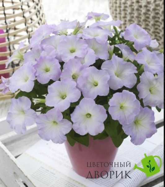 Петуния Trilogy F1 Lavender Pink TrilogyLavenderPink фото