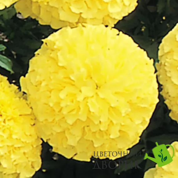 Тагетес Inca II Primrose pro-taginciipri-1000 фото