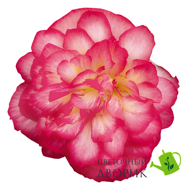 Бегонiя Nonstop Joy F1 Rose Picotee pro-begnonjoyf1rospic-500 фото