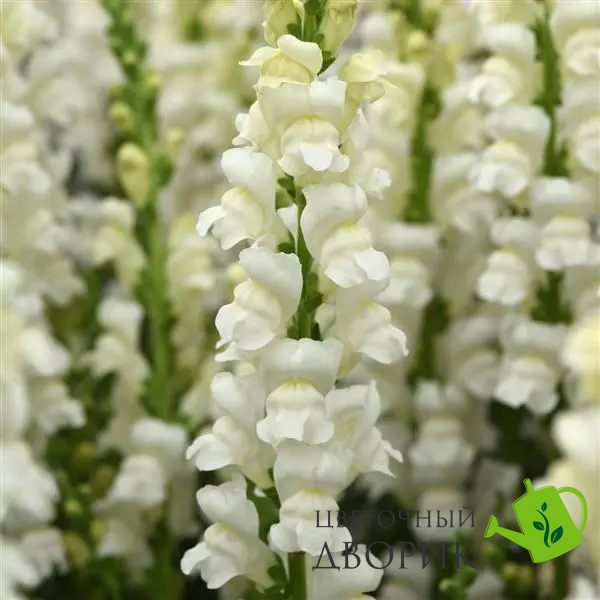 Ротики садові Monaco Ivory White New2027 pro-MonacoIvoryWhite-1000 фото