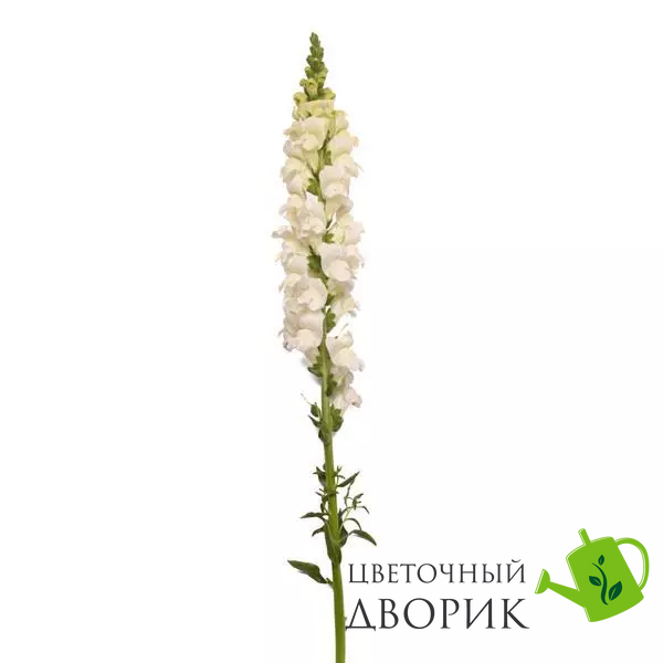 Ротики садові Monaco Ivory White New2027 pro-MonacoIvoryWhite-1000 фото