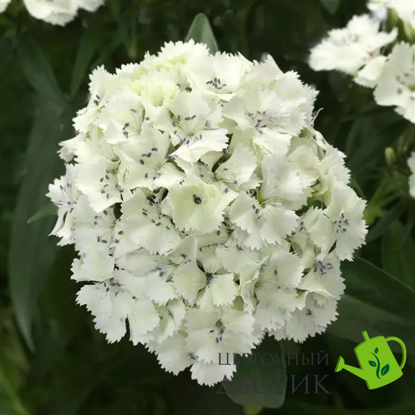 Гвозика Dart White pro-DartWhite-100 фото