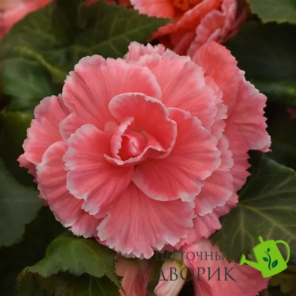 Бегонія Marquee Lace Pink New2027 MarqueeLacePink-5 фото