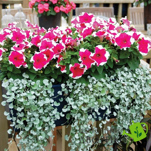 Петунiя Frost F1 Cherry pro-FrostCherry-1000dr фото