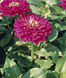 Циннія Benary's Giant Purple Benary'sGianPurple фото 2