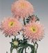 Астра Standy Light Pink pro-aststaligpin-500 фото 3