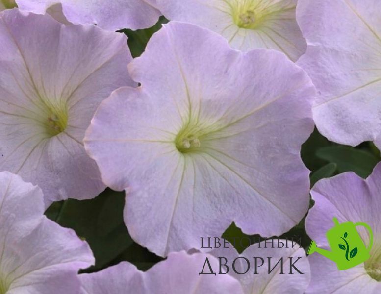 Петуния Trilogy F1 Lavender Pink TrilogyLavenderPink фото