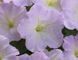 Петуния Trilogy F1 Lavender Pink TrilogyLavenderPink фото 4